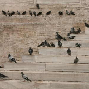 Control de Murciélagos y Palomas